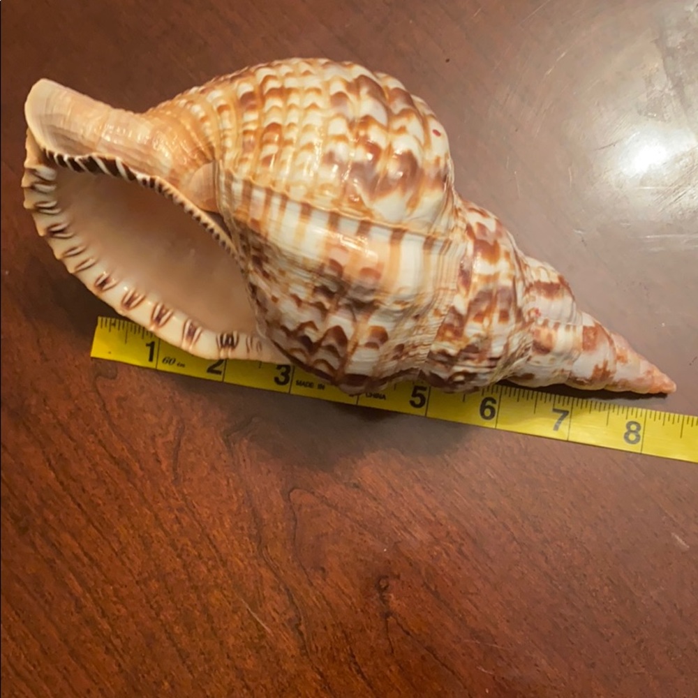 7 Sea Shell - Picture 8 of 11